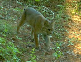 Bobcat1.JPG