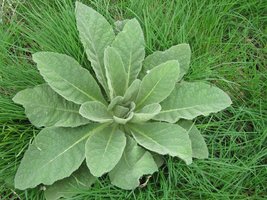 mullein_100419.jpg