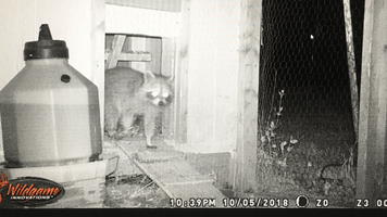 raccoon in chicken coop.PNG