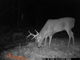 trail cam 2012 026.jpg