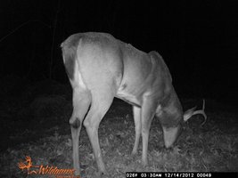 trail cam 2012 040.jpg