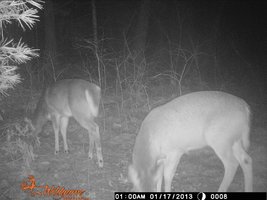 trail cam 008.jpg