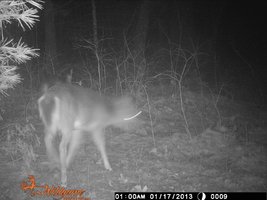 trail cam 009.jpg