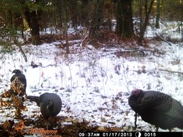 trail cam 015.jpg