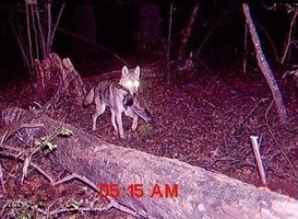 coyote2.jpg