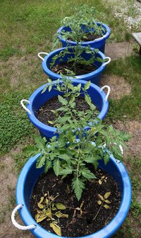 Tomatoes_2-2.jpg