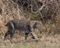 bobcat-0110.jpg