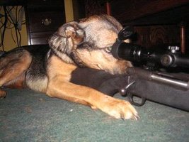 guarddog01.jpg