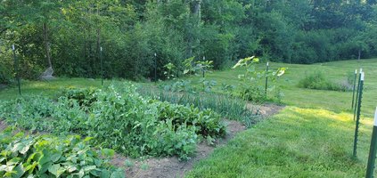 Garden Pic 6-26-22.jpg