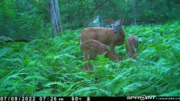 2022 Doe & Fawns.JPG