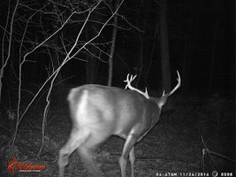 2014 11 24 buck2.jpg