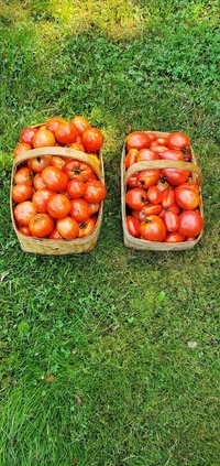 Tomatoes 9-18-22.jpg