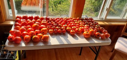 Sun RoomTomatoes.jpg