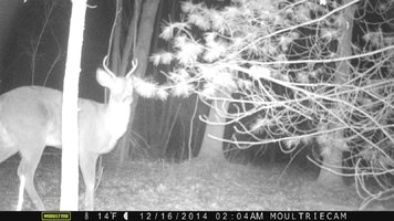 trail cam 049.jpg