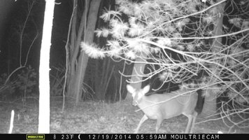 trail cam 063.jpg