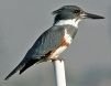 kingfisher_cropped_101x78.jpg