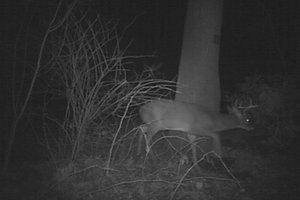 04 Deer2015-01-02.jpg