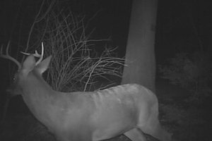 05 Deer2015-01-02.jpg