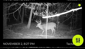 deer 11.01.2022.jpg