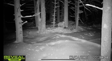 Coyote 03.04.2023.jpg