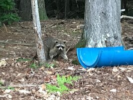 Raccoon 06.09.2023.jpg