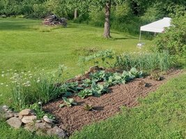 Garden Pic 6-25-23 #1.jpg