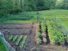 Garden Pic 6-25-23 #2.jpg