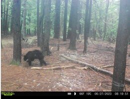 bear 06.27.2023.jpg