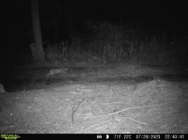 bobcat 07.28.2023.jpg