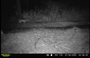 bobcat 07.30.2023.jpg