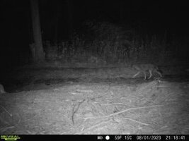 coyote 08.01.2023.jpg