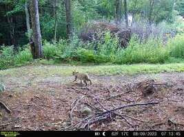 Bobcat 08.09.2023.jpg