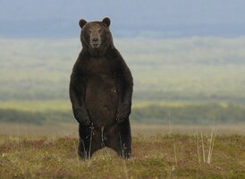 Bear Peeing.jpg