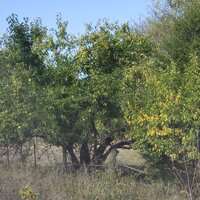 osage orange.jpg