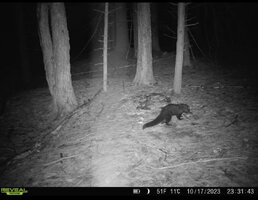 fisher cat 10.17.2023.jpg