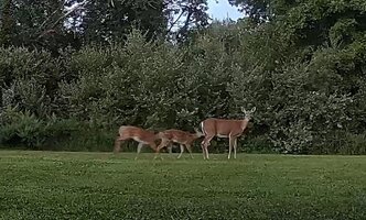 Mama and Fawns.jpg