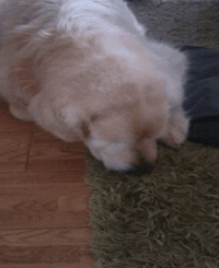 CarpetMunch.gif