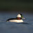 Bufflehead37