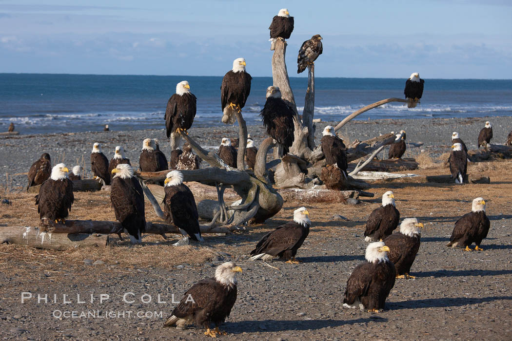 bald-eagle-photo-22600-230810.jpg