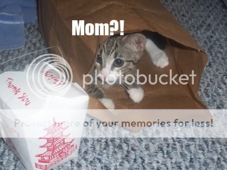 Mom_cat.jpg