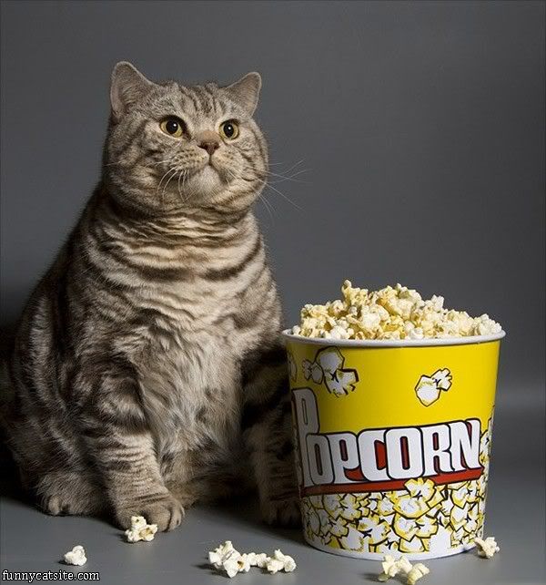 popcorncat.jpg