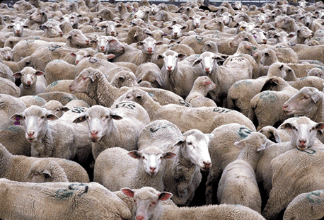 herd_of_sheep_311px1.gif